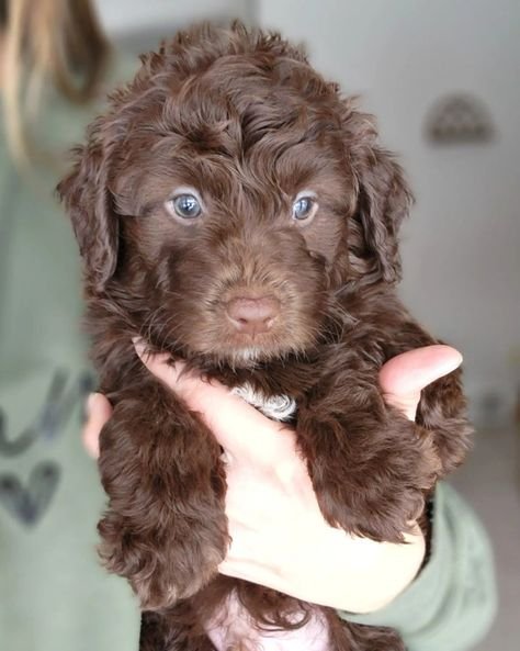 Aussiedoodle
