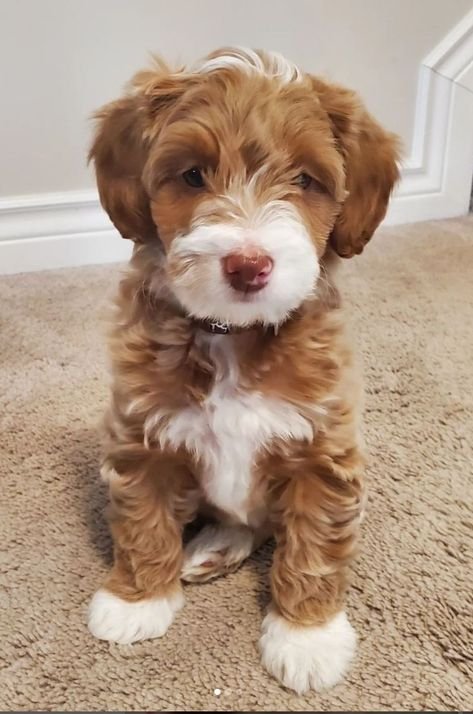 Aussiedoodle
